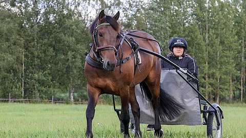 Humiseva ja Tiina Mäkinen esiteltiin Hevosurheilun lähikuvassa 23.8.2019