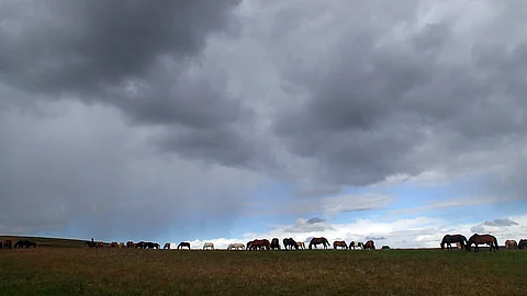 Islanninhevosia Islannissa. Kuvituskuva, katso kuvat kyseisistä villihevosista linkistä jutun lopussa.
