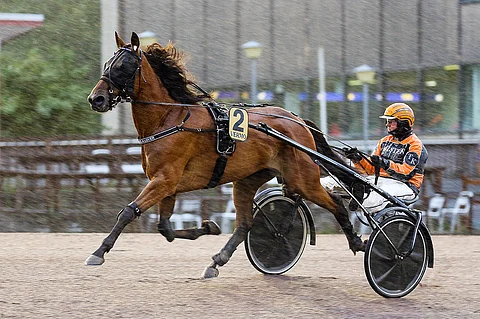 Quite A Lover kukisti tuttuja kilpakumppaneitaan Kasvattajakruunun välierässä. Elokuussa ohjaksissa oli Tommi Kylliäinen.
