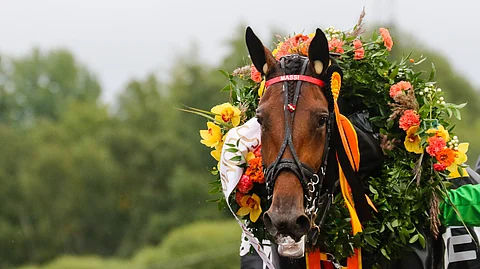 Kasvattajapalkinnot ovat veronalaista tuloa. Vuoden 2020 ansioista maksetuista palkinnoista suurimman potin kasvattajilleen keräsi huipputamma Mascate Match.