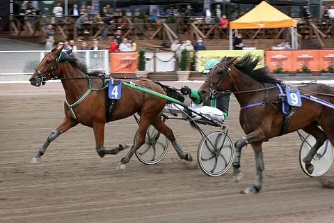 Maytheforcebwithu on tauosta huolimatta mielenkiintoinen pelihevonen PIlvenmäellä.