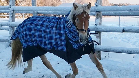 I.P. Sametilla riittää juoksuhaluja tarhassakin.
