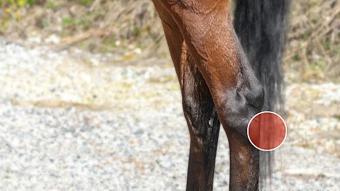 Jänispatti kehittyy kintereen takapinnalle.