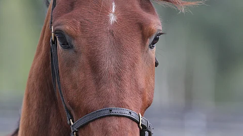 Bismarck Comery on aloittanut Ruotsissa voitolla ja kakkossijalla.