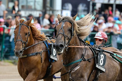 Vieskoff (8) ja Siirin Valtsu ovat aloittamassa siitosuraansakin rinta rinnan.