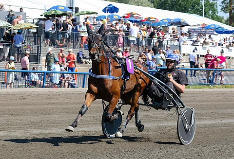 First Class Lady on kilpaillut koko uransa Timo Korvenheimon valmennuksessa.