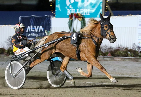 Harri Kotilaisen Liisan Tulilintu on maaanantain tammalähdön suosikki.