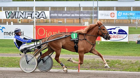 Mattilan Eemeli on voittanut seitsemästä startistaan peräti kuusi.