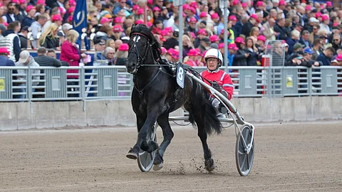 Månlykke A.M. hakee Härmässä revanssia Odd Herakleksesta ja Stallonesta, jotka jäivät Eltikampenissa edelle.