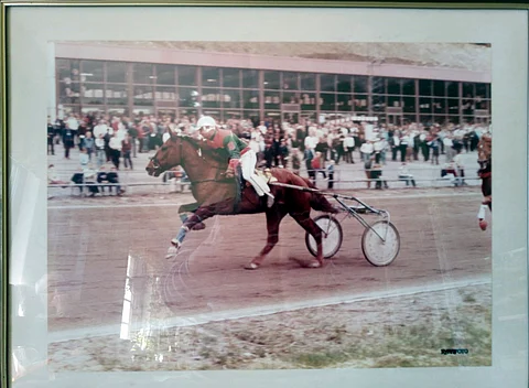 Valokuva Olavi Inkisen rodeosta Pomin selässä oli pitkään esillä Porin raviradalla.