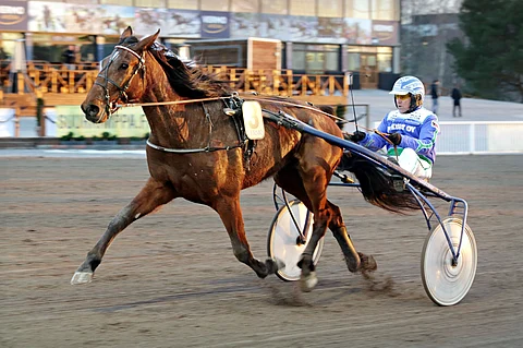 Bean Fighter nappasi 27.4. Vermossa Jyrki Tammimetsän ohjastamana 5 000 euron arvoisen voiton. Samalla se nosti voittosummansa 9 400 euroon.