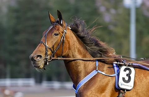 Magic Madonna on yksi Pekka Korven kolmesta tämän vuoden Stakes-finalistista.