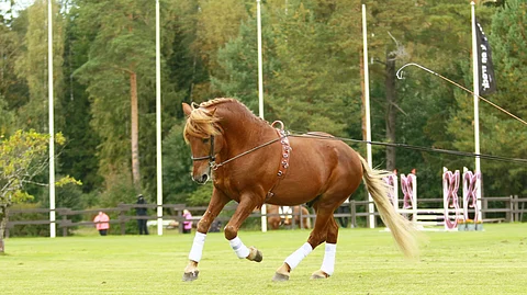 Herkko Hurmaus Orikavalkadissa 2021 Markku Nymanin esittämänä.