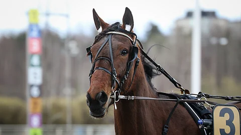 Quandary Tile lähti rivakasti ja jaksoi loppuun saakka.