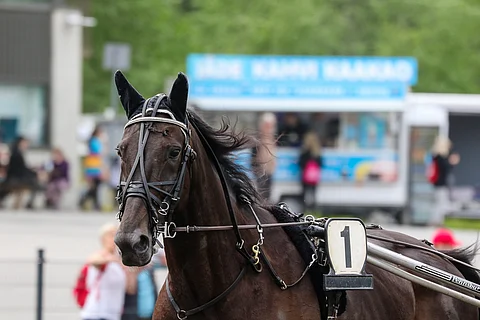 Ravihevonen No Limit Royalty.