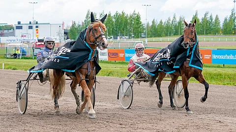 Sipisee ja Shackhills Twister olivat Ilkka-Pohjalainen ajojen parhaimmat 2.6., molemmat uusilla ennätyksillään.