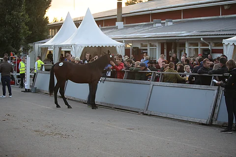 Ypäjän huutokauppa järjestetään 9. syyskuuta.