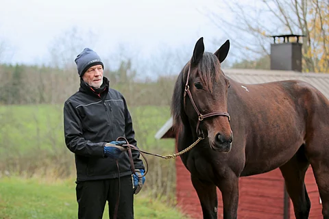 Olli Henttosen It's Raining Men kärsii hengitystieongelmista.