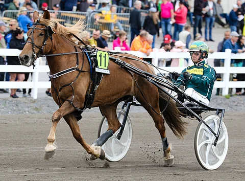 Taksvenla osallistui kuningatarkisaan kesällä Forssassa ja sijoittui kuudenneksi.