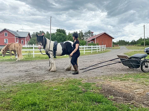Peltolan irlannincobit on opetettu kontaktikoulutuksen kautta myös ajoon ja ratsastukseen.