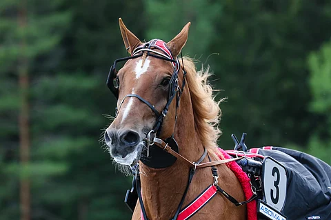 Superjuoksija Välkyn Tuisku (19,9aly) voitti sunnuntaina Pohjois-Karjalan maakuntamestaruuden toista kertaa. Ensimmäinen tuli 10 vuotta sitten.