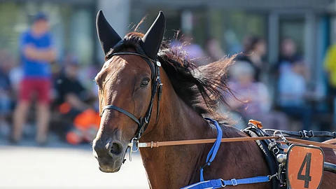 Zogo Match on terveenä pysyessään pian valmis yrittämään paluuta.