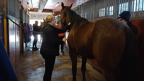 Ravileirillä rentoudutaan kokonaisvaltaisesti hevosen kanssa.