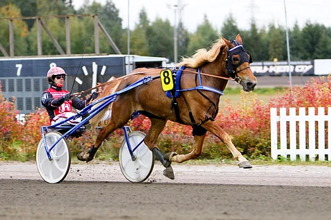 Onnen Häivä avasi voitollaan Villinmiehen Tammakilpailun karsintaillan ennen Sarita Hemiä ja Larvan Justiinaa.