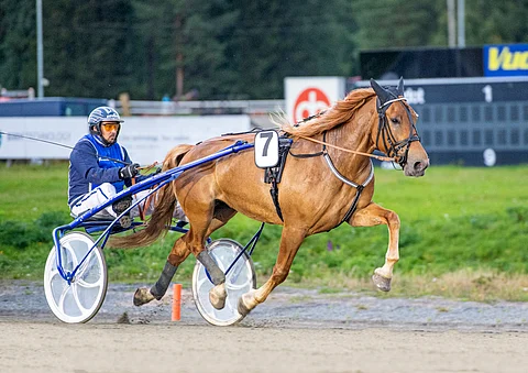 Nelivuotias Huisi Hippu juoksi seitsemännessä kilpailussaan toisen voittonsa. Muita mitalisijoja tammalupaus on napannut kolme.