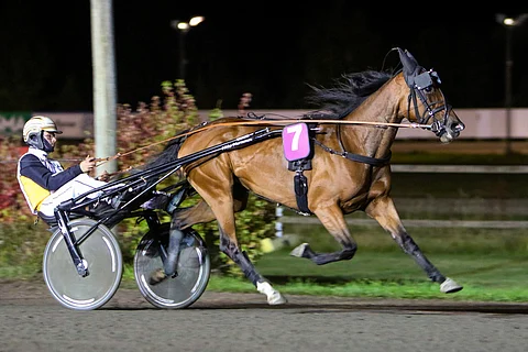 Iikka Nurmonen raportoi, että Velvet Goldilla on kaikki hyvin ennen lauantaita, mutta taktisiin asioihin hän ei vielä ota kantaa. "Villinmiehen Tammakilpa on mielenkiintoinen kisa, joka harvoin menee ihan käsikirjoituksen mukaan", Nurmonen sanoo. "Timon ohjeiden mukaan valmistaudutaan. Hän päättää myös varusteet.