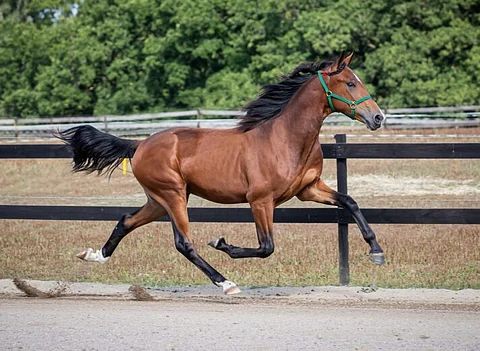 Orivarsa Explosive Caviar pinkaisee raviin huutokauppavideolla. Pakkasia kiinnosti erityisesti sen hieno emänsuku. Kuva: