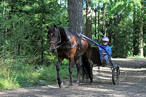 Kalle Taxamilla ajetaan usein metsälenkillä. Gävlen radalla on monipuoliset valmennusmahdollisuudet käytännössä keskellä kaupunkia.