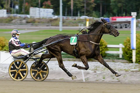Everlasting Boogien kaikki tähänastiset startit on ajanut valmentaja Kenneth Danielsen.