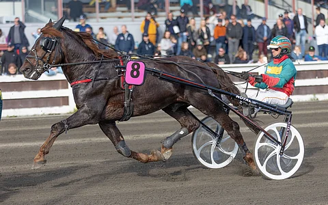 Jani Suonperä jatkaa Landen Paukun ohjastajana myös tulevana viikonloppuna.