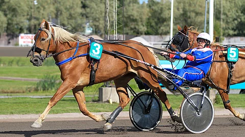Kari Mahlamäen valmentama Layla nähtiin kilparadoilla kahdeksana kautena.