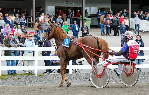 Yleisö ihasteli kesällä Mikkelissä Henri Bollströmin ohjastamaa Vale-Elliä. Perjantaina sama kaksikko jahtaa voittoa Varsakunkussa.