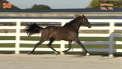 Maanantain kallein ravivarsa Date Night Hanover ravaa topakasti esittelyvideolla. Kuvankaappaus: