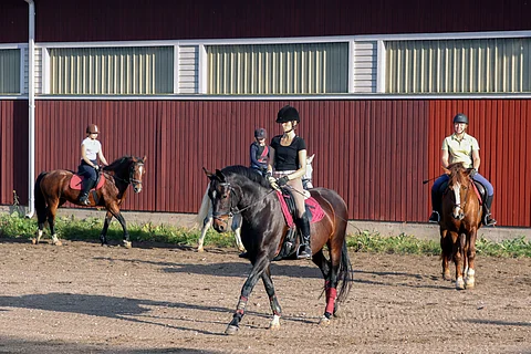 Ratsastuskoulujen veroasiat puhuttavat.