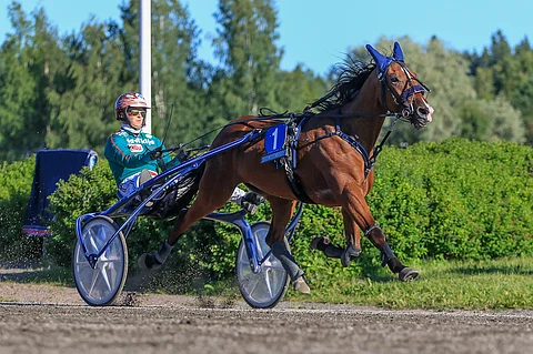 5-vuotias Business School on kuumansorttinen, mutta kyvykäs menijä. Rattailla Hannu Torvinen.