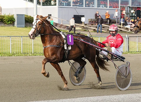 Jarkko Kervisen valmentama ja ohjastama Cupido on hyvä ideavarma. Iltapäivällä valjakko oli neljännen kohteen kolmossuosikki.