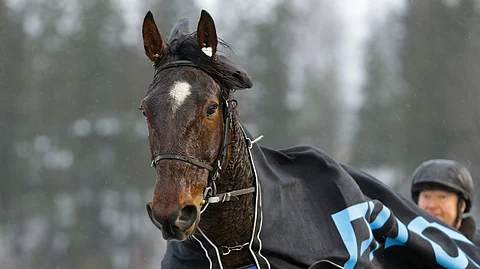 Jarmo kuuselan silmäterä All Star Mint on vuoden voitokkain lämminverinen.