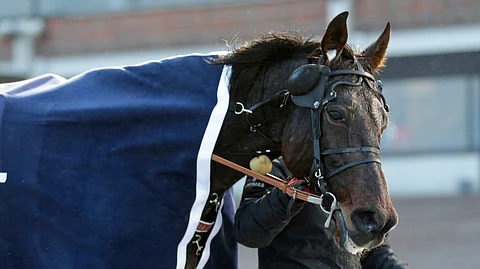 Hierro Boko on ravivuoden viimeinen voittaja.