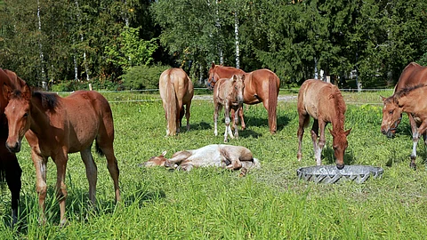 Hevosten hyvinvointiasioiden priorisoinnista ei tahdota päästä yhteisymmärrykseen.