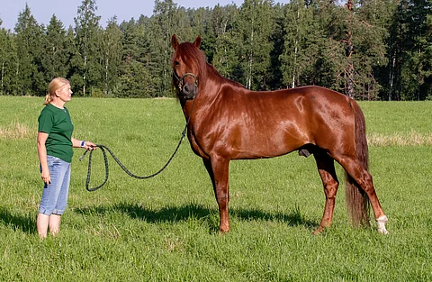 Lissun Eerikki Minna Luukkosen esittämänä.