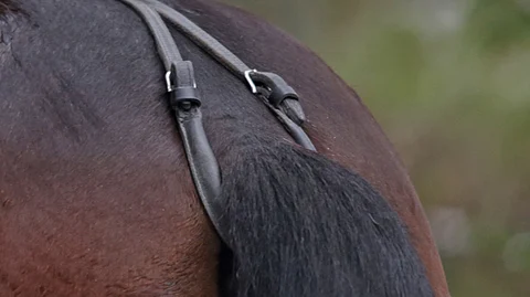 Voiko esimerkiksi häntäremmiä käyttää, jos lapset ajattelevat sen aiheuttavan kipua?