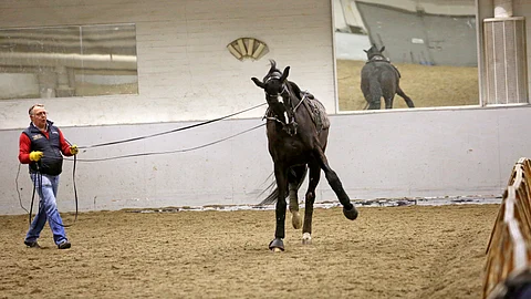 Ohjasajo on yksi väline. Väline, jonka Håkan Walman on oppinut ruotsalaiselta valmentajalta Anders Lindgreniltä vuosikymmeniä sitten. Kuvassa kouluratsu Dayna.