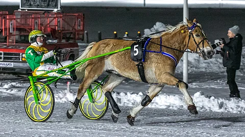 Tim Tetrick ajoi Pikku-Rytin voittoon vuoden 2019 Arctic Horse Racessa.