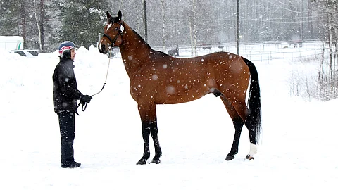 Religious esitettiin vuosi sitten orinäyttelyssä, ja se saa tänä keväänä ensimmäiset varsansa.