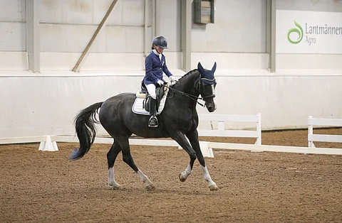 Jessica Kerttusen uusi hevonen hämmentää yhdennäköisyydellään edelliseen.