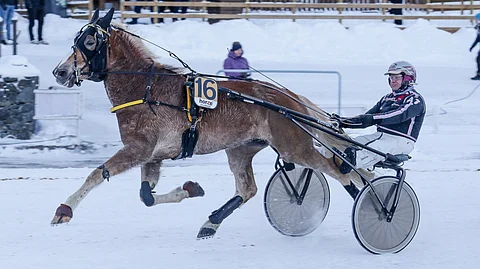 Elan on monien luottama suosikkivarma. Mutta kuka onkaan vihjeen ideavarma?